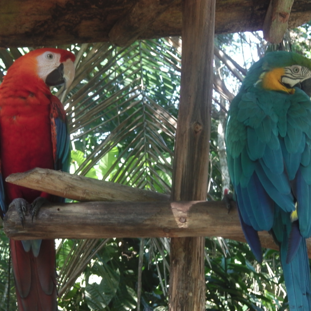 MARIPOSARIO IQUITOS 2