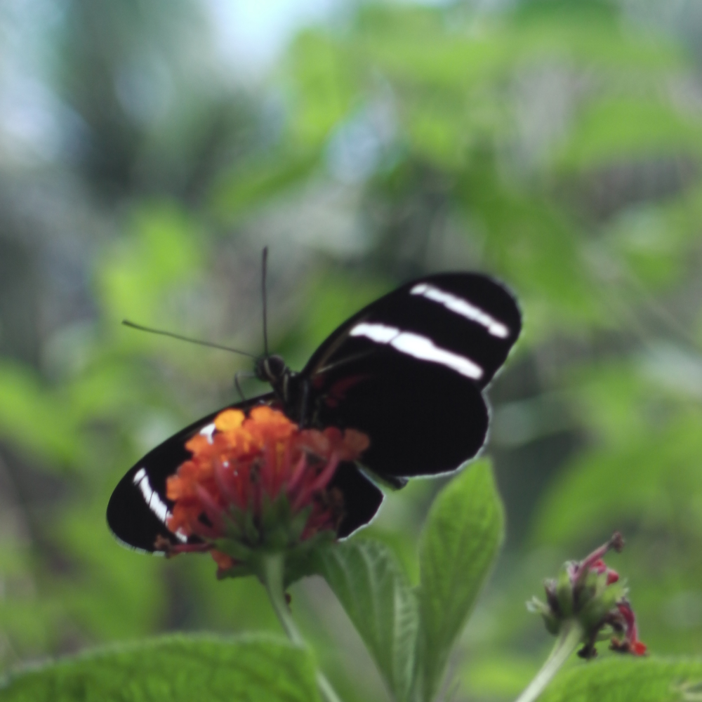 MARIPOSARIO IQUITOS 5