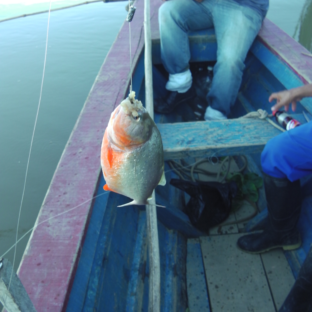 PIRAÑA SELVA IQUITOS