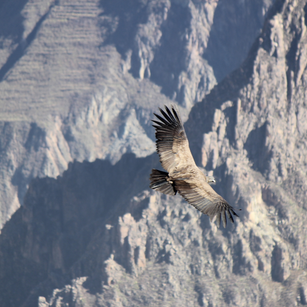 COLCA 3